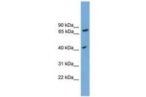 SPPL3 antibody  (AA 215-264)