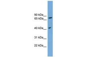 SPPL3 Antikörper  (AA 215-264)
