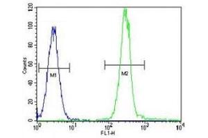 Anti-Vimentin antibody flow cytometric analysis of HeLa cells (right histogram) compared to a negative control cell (left histogram). (Vimentin antibody  (AA 430-457))