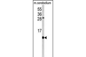 Western Blotting (WB) image for anti-FK506 Binding Protein 1B, 12.6 KDa (FKBP1B) (AA 16-46), (N-Term) antibody (ABIN392348)