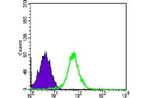 Flow cytometric analysis of PC-2 cells using CDH2 mouse mAb (green) and negative control (purple). (N-Cadherin antibody)