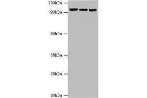 Western blot All lanes: Circadian locomoter output cycles protein kaput antibody at 6 μg/mL Lane 1: Hela whole cell lysate Lane 2: NIH/3T3 whole cell lysate Lane 3: 293T whole cell lysate Secondary Goat polyclonal to rabbit IgG at 1/10000 dilution Predicted band size: 95 kDa Observed band size: 95 kDa (CLOCK antibody  (AA 577-846))