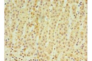 Immunohistochemistry of paraffin-embedded human adrenal gland tissue using ABIN7164415 at dilution of 1:100 (RNF212 antibody  (AA 1-297))
