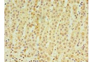 Immunohistochemistry of paraffin-embedded human adrenal gland tissue using ABIN7164415 at dilution of 1:100 (RNF212 antibody  (AA 1-297))