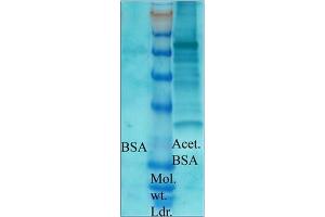 Image no. 1 for anti-Acetylated Lysine (acetylated) antibody (ABIN264880) (Acetylated Lysine antibody  (acetylated))