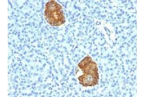IHC testing of human pancreas stained with Insulin antibody cocktail (E2-E3 + 2D11-H5).
