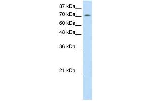 WB Suggested Anti-ZNF527 Antibody Titration:  2.
