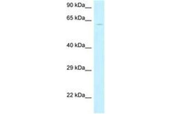 MON1B antibody  (AA 21-70)