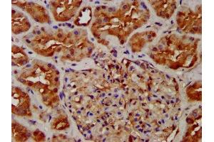 IHC image of ABIN7162085 diluted at 1:300 and staining in paraffin-embedded human kidney tissue performed on a Leica BondTM system. (NUMBL antibody  (AA 447-576))