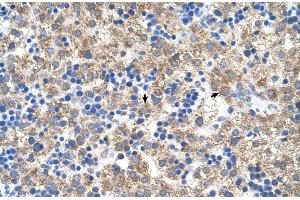 Human Liver (NR1I3 antibody  (N-Term))