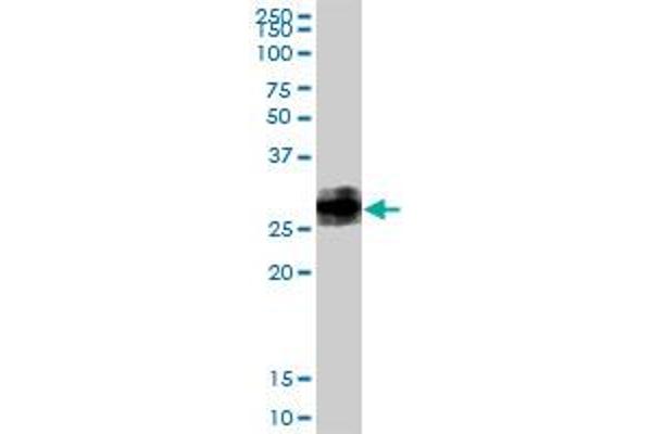 BST2 antibody  (AA 1-180)