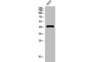 Western Blot analysis of 293T cells using G2A Polyclonal Antibody (G Protein-Coupled Receptor 132 antibody  (C-Term))