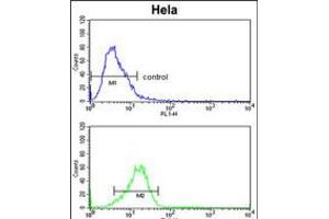 Flow cytometric analysis of Hela cells (bottom histogram) compared to a negative control cell (top histogram). (CYP7B1 antibody  (AA 252-281))