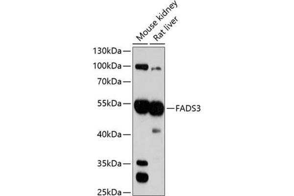 FADS3 antibody  (AA 1-130)