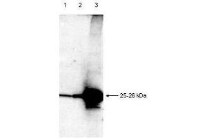 Image no. 3 for anti-Second Mitochondria-Derived Activator of Caspase (DIABLO) (AA 56-239) antibody (ABIN221172) (DIABLO antibody  (AA 56-239))