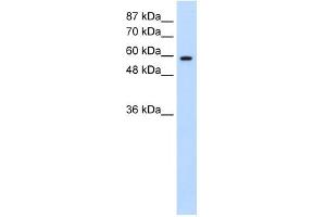 DAZ2 antibody used at 0. (DAZ2 antibody  (N-Term))