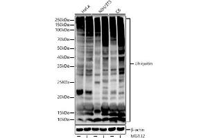 Western blot analysis of extracts of various cell lines, using Ubiquitin antibody (ABIN7271129) at 1:1000 dilution. (Ubiquitin B antibody)