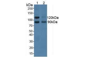 Figure. (NCAM2 antibody  (AA 21-297))