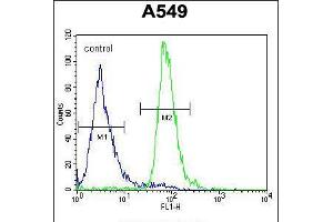 Flow cytometric analysis of A549 cells (right histogram) compared to a negative control cell (left histogram). (ALOX12B antibody  (C-Term))