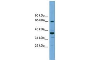 Image no. 1 for anti-TH1-Like (TH1L) (AA 44-93) antibody (ABIN6745217)