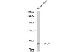 Western blot analysis of extracts of Mouse kidney using NOTCH4 Polyclonal Antibody at dilution of 1:1000. (NOTCH4 antibody)