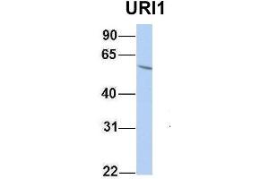 Host:  Rabbit  Target Name:  URI1  Sample Type:  HepG2  Antibody Dilution:  1. (URI1 antibody  (Middle Region))