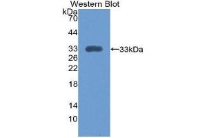 Western Blotting (WB) image for anti-Integrin alpha 1 (ITGA1) (AA 103-368) antibody (ABIN1868764) (Integrin alpha 1 antibody  (AA 103-368))