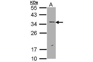 Western Blotting (WB) image for anti-Excision Repair Cross Complementing Polypeptide-1 (ERCC1) (AA 47-272) antibody (ABIN467448) (ERCC1 antibody  (AA 47-272))