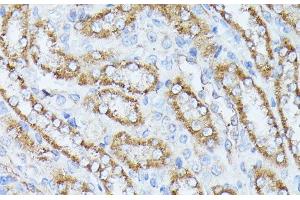 Immunohistochemistry of paraffin-embedded Rat kidney using PPP2CB Polyclonal Antibody at dilution of 1:100 (40x lens). (PPP2CB antibody)