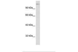 Image no. 3 for anti-Transcription Elongation Factor SPT5 (SUPT5H) (AA 892-941) antibody (ABIN6735860) (SUPT5H antibody  (AA 892-941))