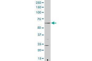 FANCG antibody  (AA 1-622)