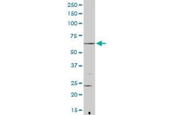 FANCG antibody  (AA 1-622)