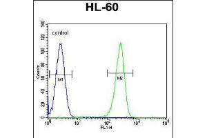 Flow cytometric analysis of HL-60 cells (right histogram) compared to a negative control cell (left histogram). (OR2W3 antibody  (C-Term))