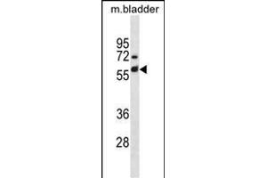 Mouse Krt6a Antibody (Center) (ABIN1881486 and ABIN2838719) western blot analysis in mouse bladder tissue lysates (35 μg/lane).