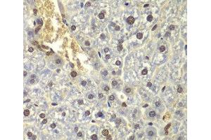 Immunohistochemistry of paraffin-embedded Mouse liver using RPL5 Polyclonal Antibody at dilution of 1:200 (40x lens). (RPL5 antibody)