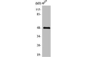 Western Blot analysis of HeLa cells using Thrombin R Polyclonal Antibody (PAR1 antibody  (N-Term))