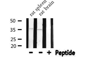 Western blot analysis of NEUROD1 expression in various lysates (NEUROD1 antibody  (N-Term))