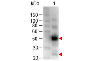 Western Blot of Chicken anti-Human IgG (H&L) Antibody Peroxidase Conjugated. (Chicken anti-Human IgG (Heavy & Light Chain) Antibody (HRP))