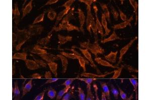 Immunofluorescence analysis of L929 cells using TNFRSF11A Polyclonal Antibody at dilution of 1:100 (40x lens). (TNFRSF11A antibody)
