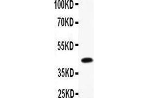 Anti- CEBP Beta Picoband antibody, Western blotting All lanes: Anti CEBP Beta  at 0. (CEBPB antibody  (AA 1-200))