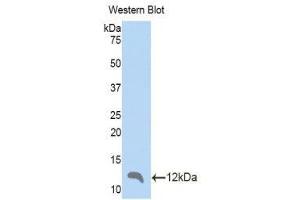 Western Blotting (WB) image for anti-Chemokine (C-C Motif) Ligand 4 (CCL4) (AA 24-92) antibody (ABIN1859831) (CCL4 antibody  (AA 24-92))