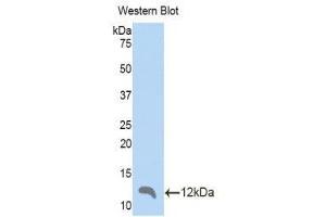 Western Blotting (WB) image for anti-Chemokine (C-C Motif) Ligand 4 (CCL4) (AA 24-92) antibody (ABIN1859831)