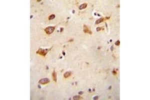 Formalin fixed and paraffin embedded human brain tissue reacted with GFRAL Antibody (C-term) followed by peroxidase conjugation of the secondary antibody and DAB staining. (GFRAL antibody  (C-Term))