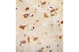 Formalin fixed and paraffin embedded human brain tissue reacted with GFRAL Antibody (C-term) followed by peroxidase conjugation of the secondary antibody and DAB staining.
