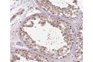 ABIN6266915 at 1/100 staining human testis tissue sections by IHC-P. (DDIT3 antibody  (N-Term))