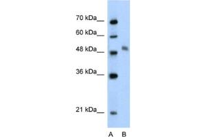 Western Blotting (WB) image for anti-Myb-Like Protein 1 (MYBL1) antibody (ABIN2460541) (MYBL1 antibody)