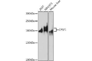 Western blot analysis of extracts of various cell lines, using CPSF1 antibody (ABIN7266411) at 1:1000 dilution. (CPSF1 antibody  (AA 700-950))