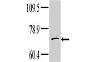 Western blot analysis of TNK1 polyclonal antibody  in HeLa cell line lysate. (TNK1 antibody  (Internal Region))