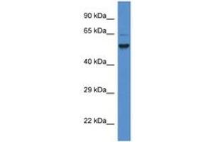 Image no. 1 for anti-Phosphatidylinositol Glycan Anchor Biosynthesis, Class S (PIGS) (AA 468-517) antibody (ABIN6746317) (PIGS antibody  (AA 468-517))