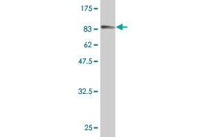 FAM65B antibody  (AA 1-591)